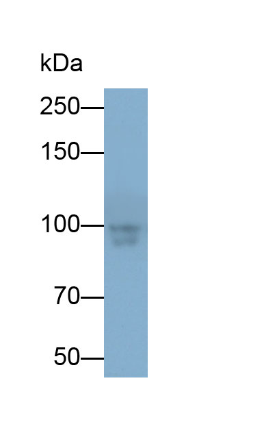 33214