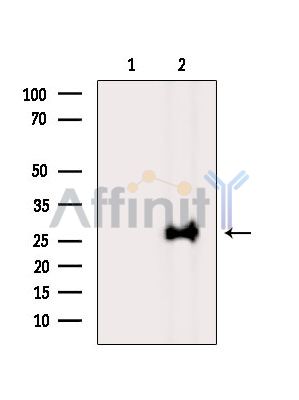 Валидация Affinity DF15978 - 12507