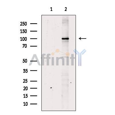 Валидация Affinity DF7245 - 18900