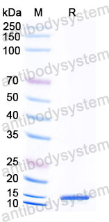 Валидация SDS-PAGE - AntibodySystem RHH18001