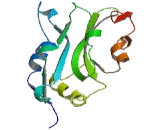 Cofilin 1, Non Muscle (CFL1)