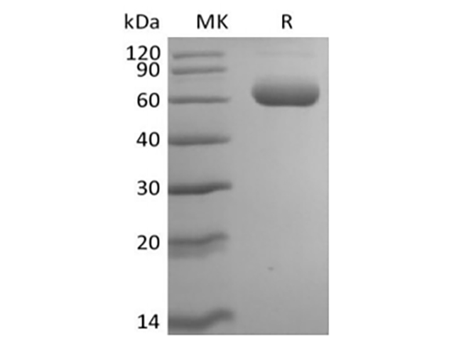 Валидация Elabscience PKSM041438(5313)