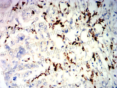 Валидация AntibodySystem RHJ71903 (3529)
