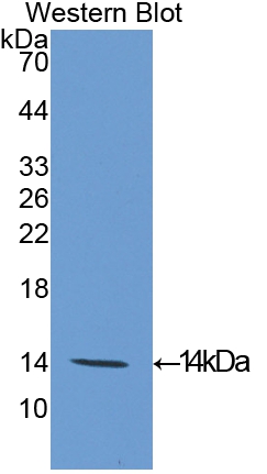 47719