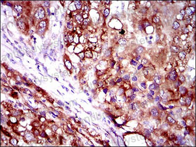 Валидация AntibodySystem RHA36601 (121)
