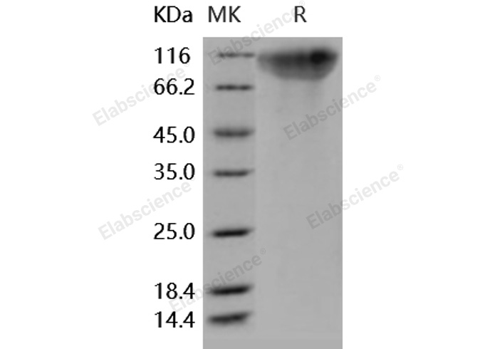Валидация Elabscience PKSH031717(2357)