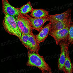 Валидация IF - AntibodySystem RHA07501