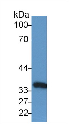 60977