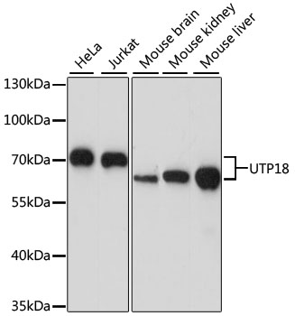 Валидация Elabscience E-AB-65317