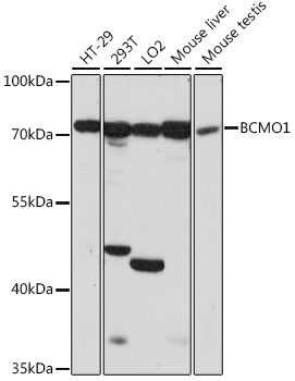 Валидация Elabscience E-AB-91311
