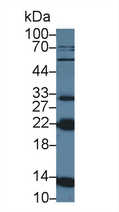 12712