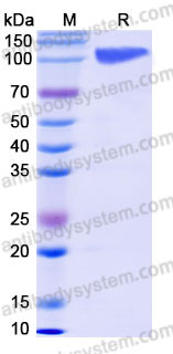 EHC19801, SDS-PAGE
