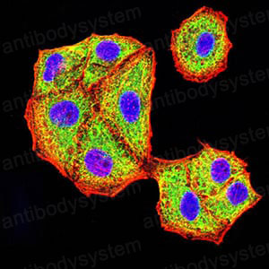Валидация IF - AntibodySystem RHJ84504