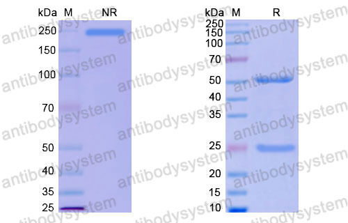 Валидация SDS-PAGE - AntibodySystem RHJ93102