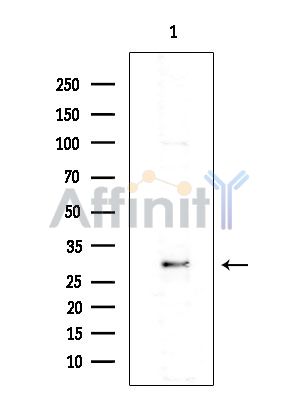 Валидация Affinity DF15217 - 11489