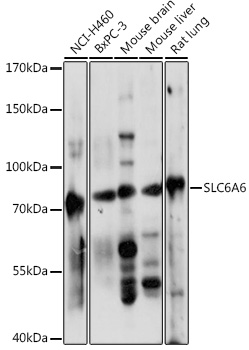 Валидация Elabscience E-AB-90951