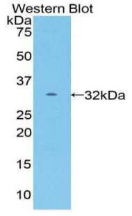 49496