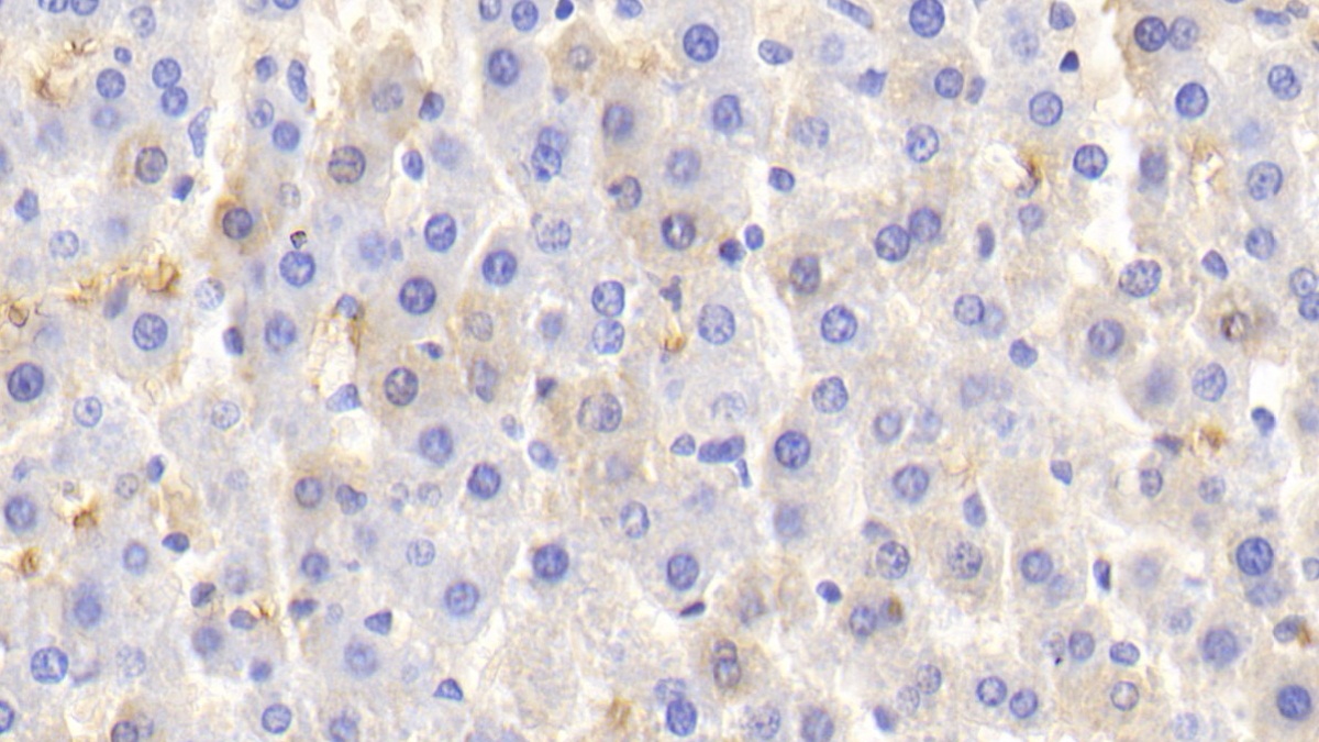 21050