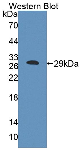59500