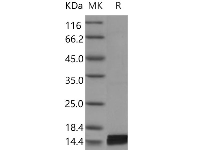 Валидация Elabscience PKSM040953(4892)