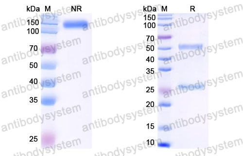 Валидация SDS-PAGE - AntibodySystem FRB96740