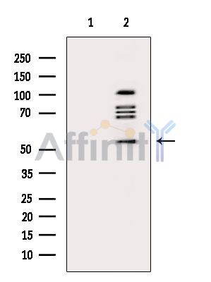 Валидация Affinity DF15995 - 12531