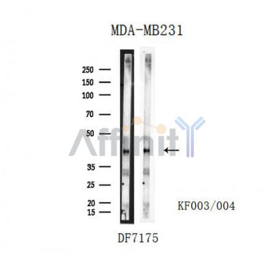 Валидация Affinity DF7175 - 18832