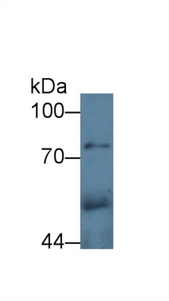 12394