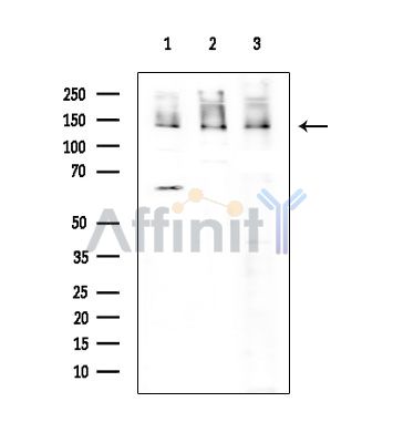 Валидация Affinity DF7100 - 18746