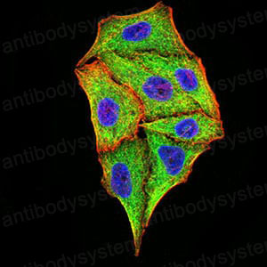 Валидация IF - AntibodySystem RHG77202