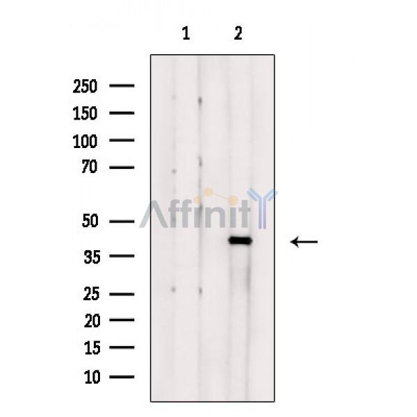 Валидация Affinity DF3650 - 14635