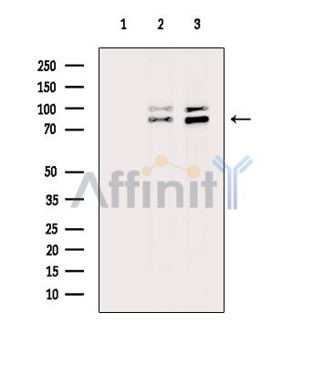 Валидация Affinity DF15713 - 12181