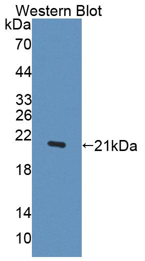 59545
