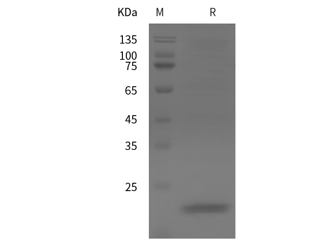 Валидация Elabscience PDMM100214(1163)
