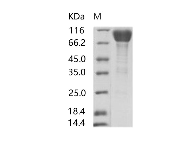 Валидация Elabscience PKSV030146(5923)