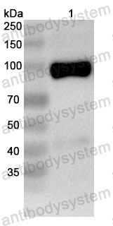 Валидация WB - AntibodySystem RHG05301