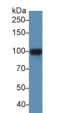 13932