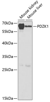 Валидация Elabscience E-AB-60897
