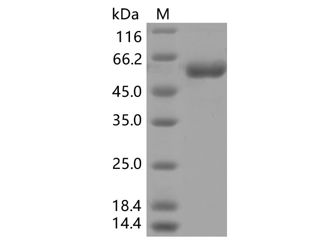 Валидация Elabscience PKSV030380(6119)