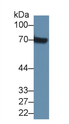 8368