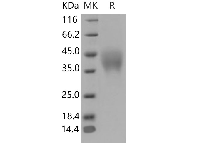Валидация Elabscience PKSM040787(4754)