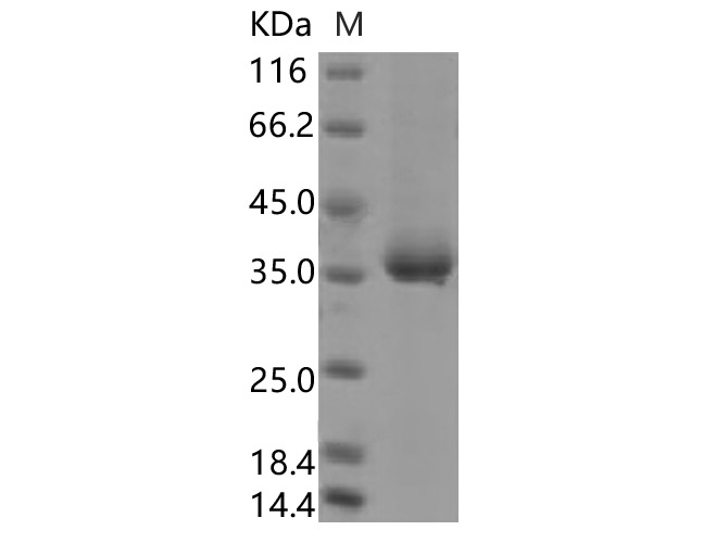 Валидация Elabscience PKSR030534(5850)
