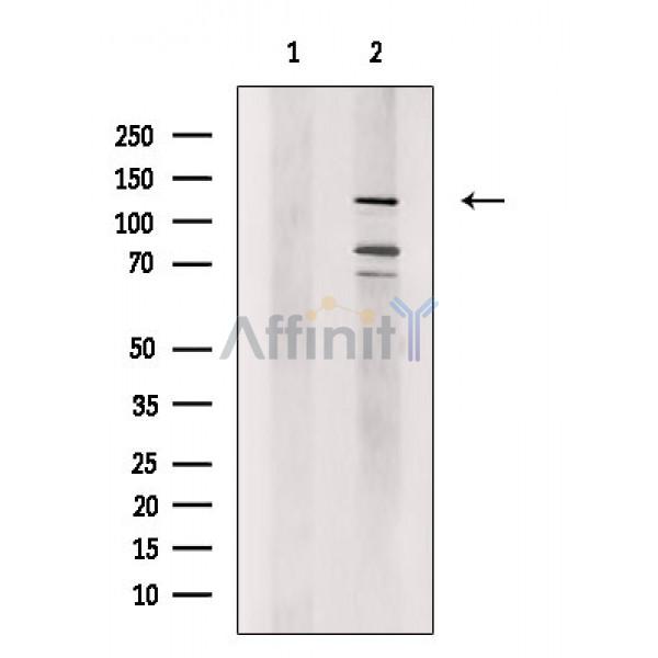 Валидация Affinity DF8852 - 20934