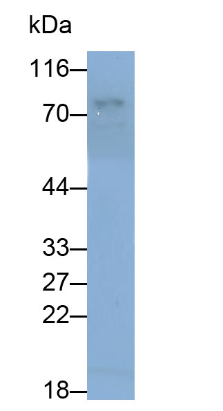 30952
