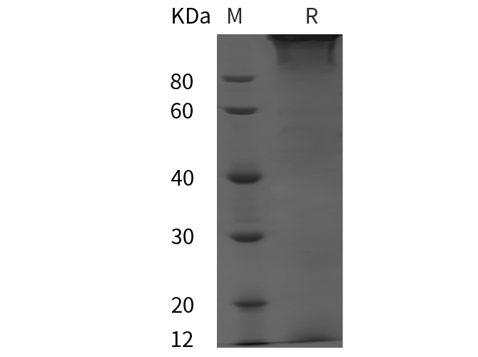 Валидация Elabscience PDMH100083(793)