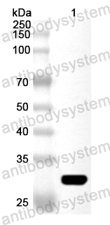 Валидация AntibodySystem PHA98501