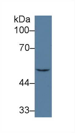 14290
