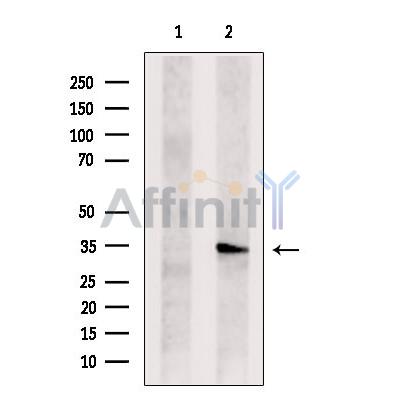 Валидация Affinity DF2487 - 13132