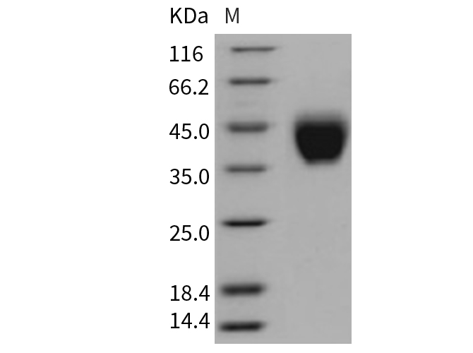 Валидация Elabscience PKSM040693(4673)