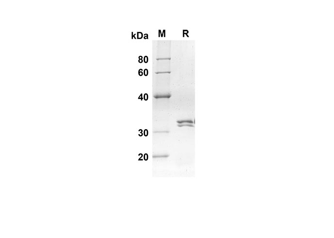 Валидация Elabscience PDEM100130(483)